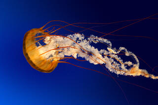 Jellyfish26